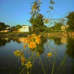 Los Novios Desechables - Instantánea de un albor típico 